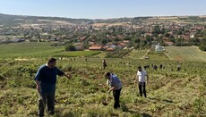 На манастирским њивама у Грачаници организована моба