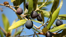 Monk and olive tree