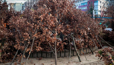 „Србијашуме” пред Божић: Традиција не подразумева уништавање шума